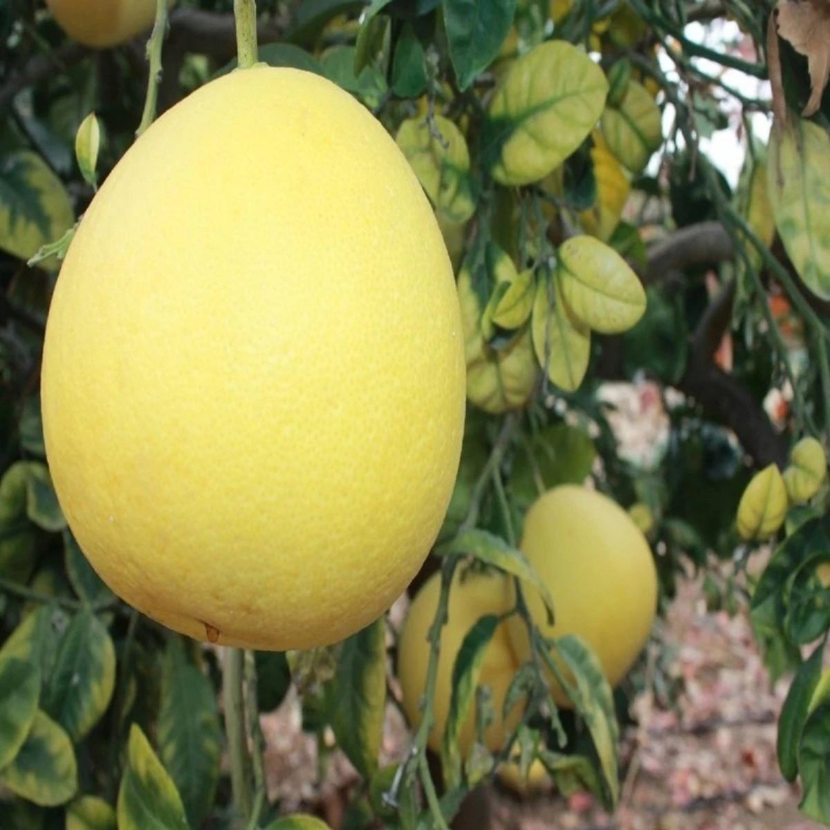 Rüyada Ağaç Kavunu görmek